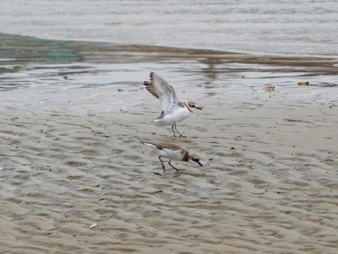 シロチドリとメダイチドリ