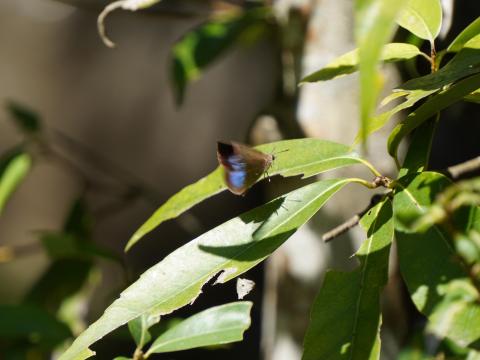 ムラサキシジミ