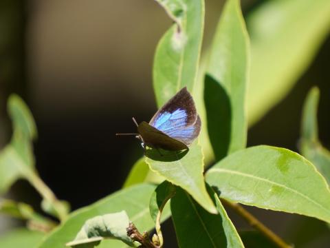 ムラサキシジミ