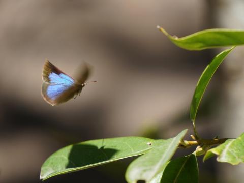 ムラサキシジミ