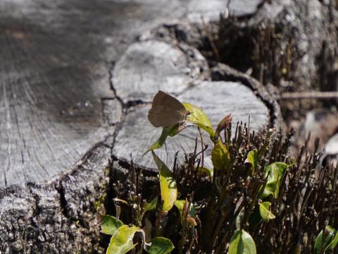 ムラサキシジミ