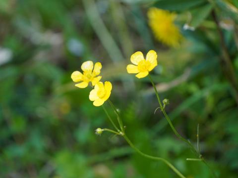 ウマノアシガタ