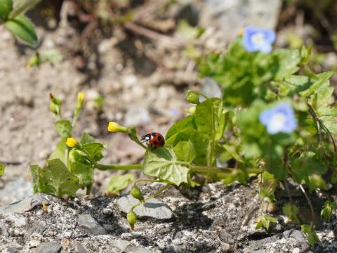 ナナホシテントウ