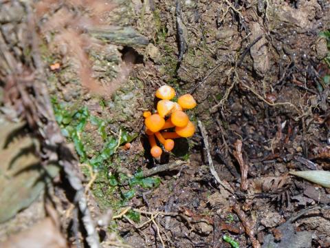 ヒメダイダイダケ