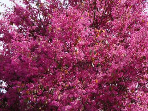 トキワマンサク