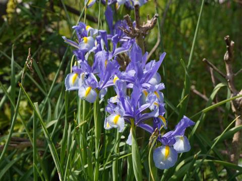 ダッチアイリス