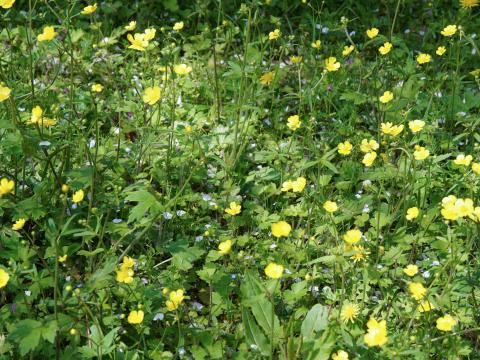 ウマノアシガタ