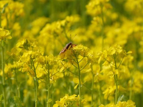 ナノハナにキタテハ