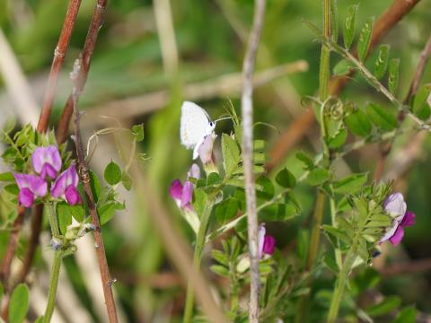 カラスノエンドウにツバメシジミ