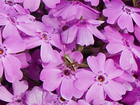 シバザクラにヒメギス