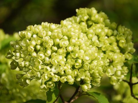 ムーシューチュー