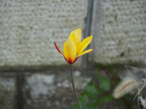 原種系チューリップ