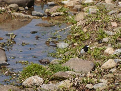 セグロセキレイ