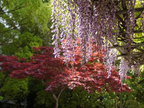 ノダフジとノムラモミジ