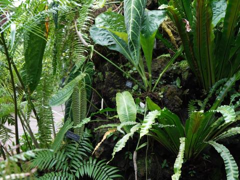 アンスリウム・ヘイチー