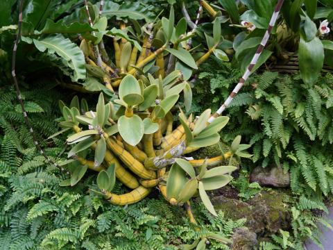 ミルメコフィラ・ティビキニス