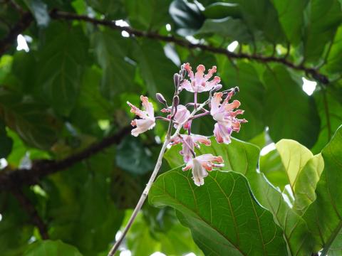 ミルメコフィラ・ティビキニス