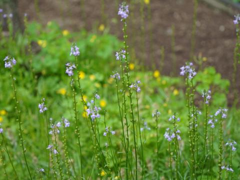 マツバウンラン