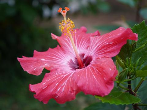 ハイビスカス