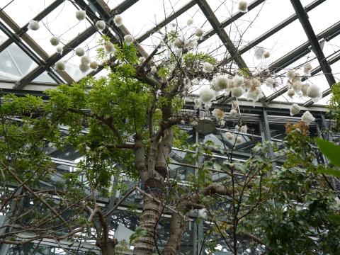 トックリキワタ