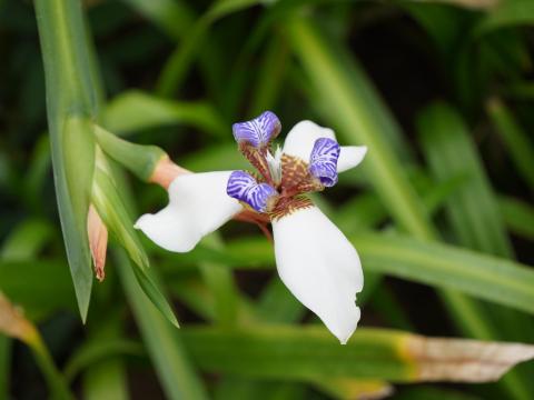 アメリカシャガ