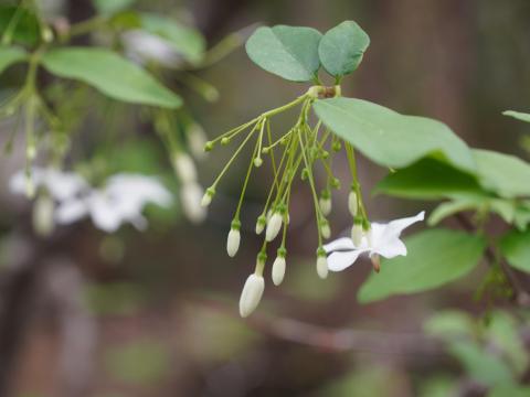 ライティア・レリギオサ