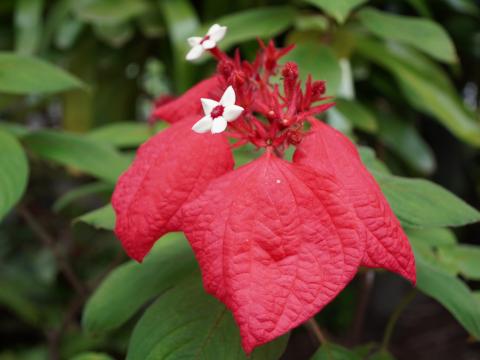 ヒゴロモコンロンカ