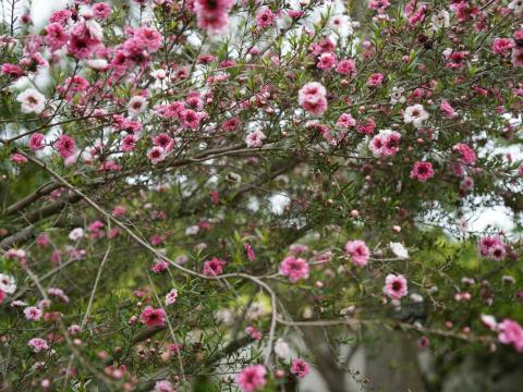 ギョリュウバイ