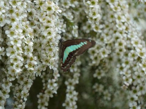ユキヤナギにアオスジアゲハ