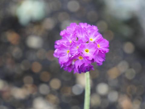 タマザキサクラソウ