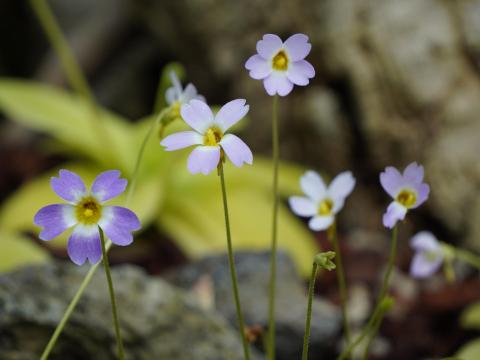 Pinguicula primuliflora