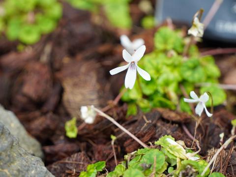 オリヅルスミレ