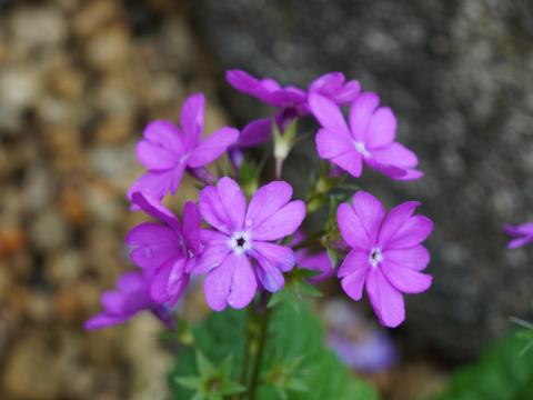 サクラソウ（日本桜草）