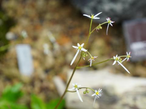 エチゼンダイモンジソウ