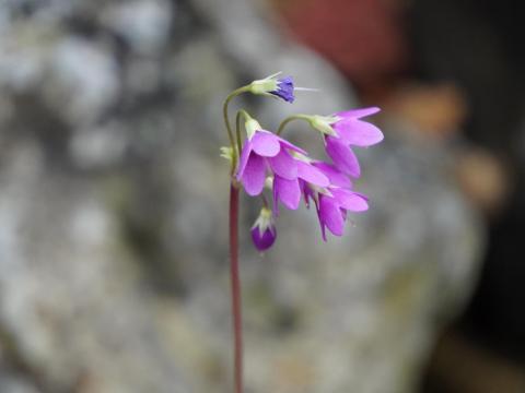 サクラソウモドキ