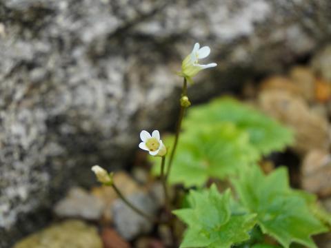 テシオコザクラ