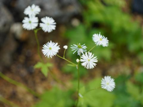 モミジカラマツ
