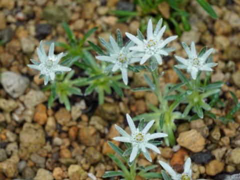 ハヤチネウスユキソウ