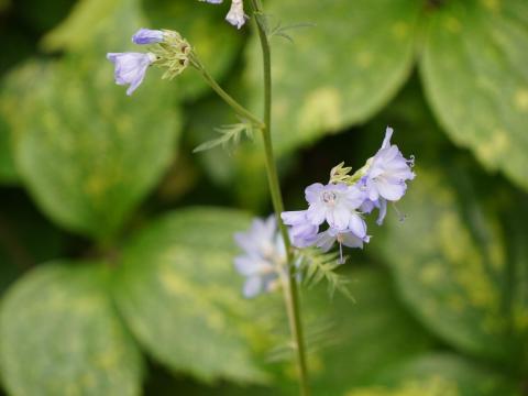 エゾノハナシノブ