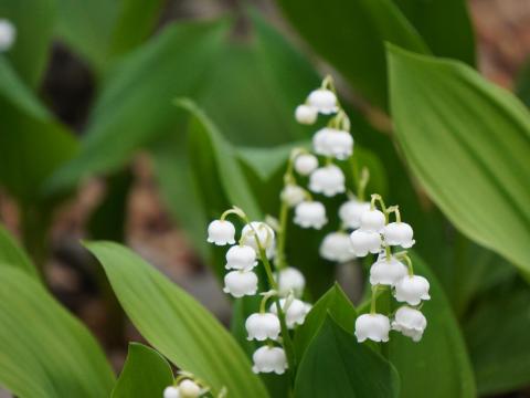 ドイツスズラン