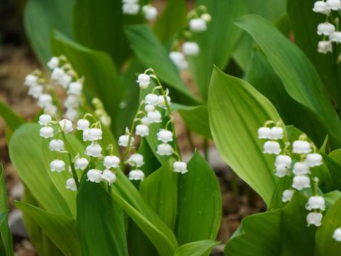 ドイツスズラン