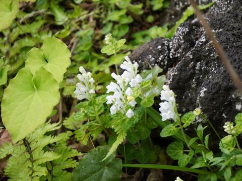 シロバナタツナミソウ