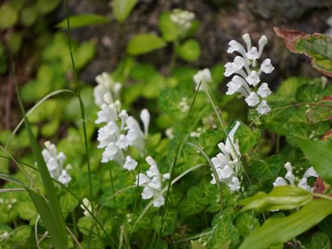 シロバナタツナミソウ