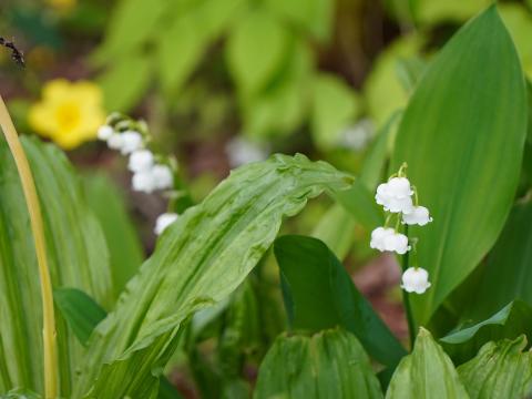 ドイツスズラン