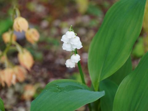 ドイツスズラン