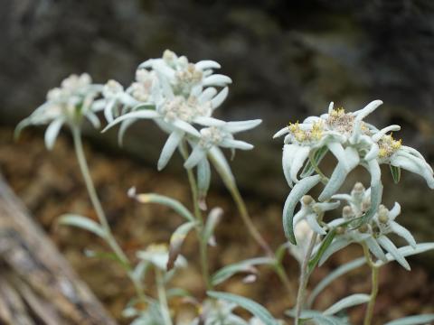 エーデルワイス