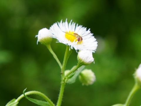 ハルジオンにホソヒラタアブ