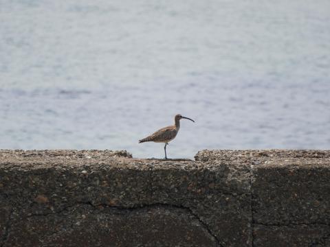 チュウシャクシギ