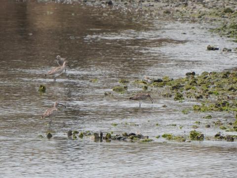 チュウシャクシギ