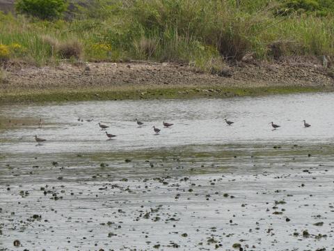 チュウシャクシギとキアシシギ